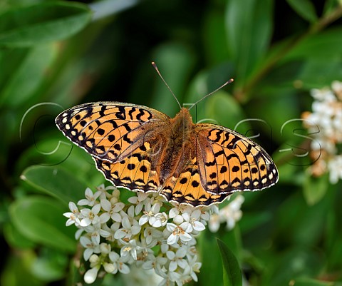 Dark Green Fritillary female nectaring on Wild Privet Harewood Common Andover Hampshire England