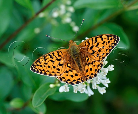 Dark Green Fritillary male nectaring on Wild Privet Harewood Common Andover Hampshire England