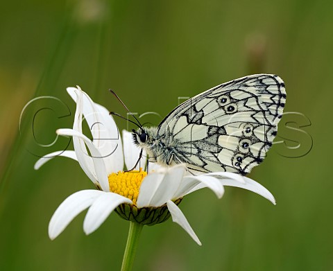 Marbled White on Oxeye Daisy Harewood Common Andover Hampshire England