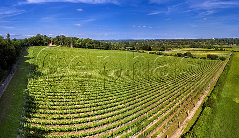 Leckford Estate vineyard of Waitrose Leckford Hampshire England