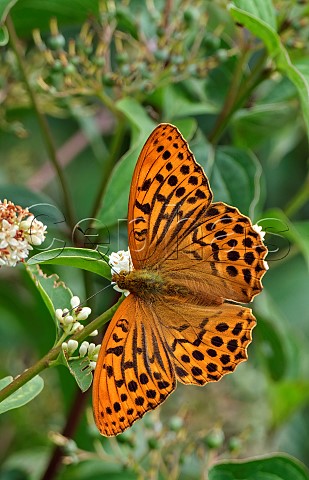 Silverwashed Fritillary male nectaring on Wild Privet Harewood Forest Andover Hampshire England