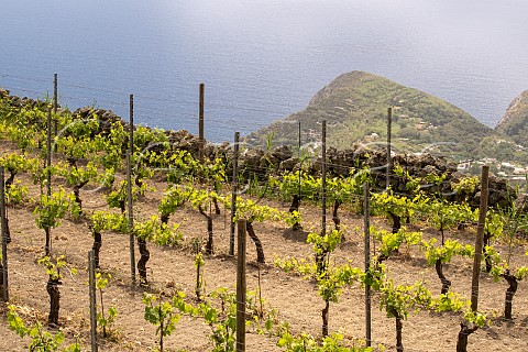 Tenuta Frassitelli vineyard of Casa DAmbra on Mount Epomeo Forio Isola dIschia Campania Italy