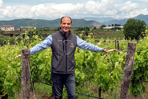 Salvatore Avallone in vineyard of Villa Matilde  Cellole Caserta province Campania Italy