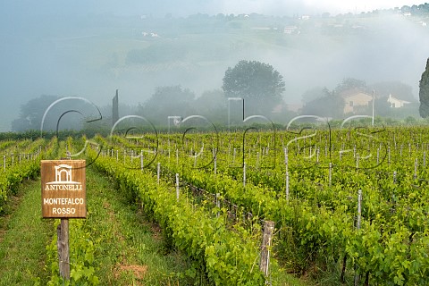 Early morning fog in vineyard of Antonelli San Marco  Montefalco Umbria Italy