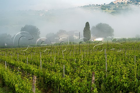 Early morning fog in vineyard of Antonelli San Marco  Montefalco Umbria Italy