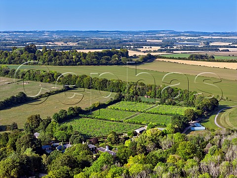 Danebury Vineyards with the IronAge Hillfort beyond in the trees Stockbridge Hampshire England