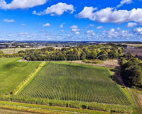 Hide Vineyard of Black Chalk Fullerton Hampshire England