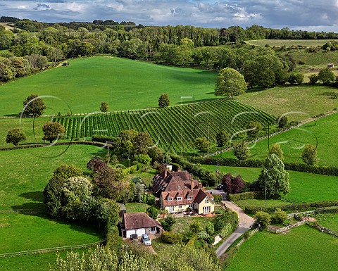 Chilcomb Valley vineyard on the slopes of the South Downs Chilcomb near Winchester Hampshire England