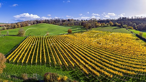 Chilcomb Valley Vineyard on the slopes of the South Downs Chilcomb near Winchester Hampshire England