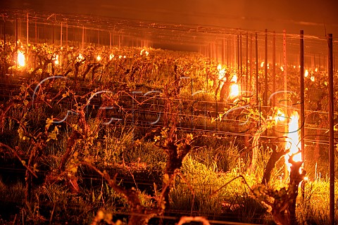 11 May 2026 in Burges Field Vineyard of The Grange Hampshire A late spring frost meant that bougies candles had to be lit in the early hours of the morning to raise the temperature enough to protect the delicate vine leaves from freezing  Itchen Stoke Hampshire England