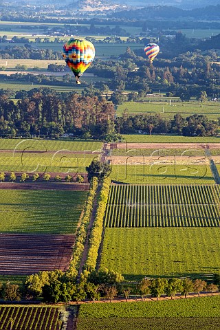 Hot air balloons over vineyards in the Oak Knoll District of Napa Valley California USA
