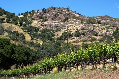 Cabernet Sauvignon vines of Shafer Vineyards below the palisades of the Stags Leap District Napa California Napa Valley