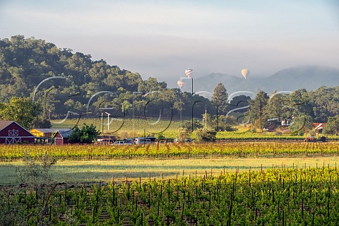 Hot air balloons over vineyards in the Stags Leap District Napa Valley California USA