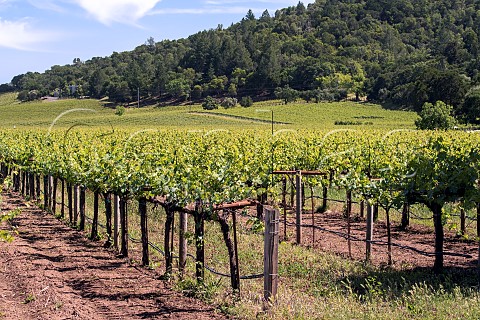 Cabernet Sauvignon vines in Marthas Vineyard Oakville Napa Valley California