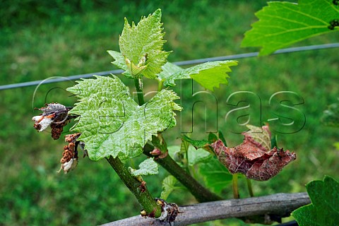 New growth on Pinot Noir vine that has been damaged by spring frost Goodworth Clatford Vineyard Andover Hampshire England