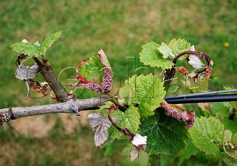 New growth on Pinot Noir vine that has been damaged by spring frost Goodworth Clatford Vineyard Andover Hampshire England