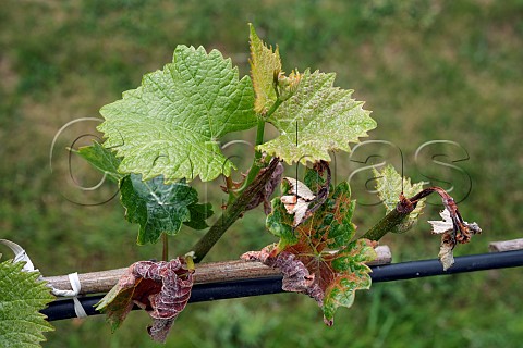 New growth on Pinot Noir vine that has been damaged by spring frost Goodworth Clatford Vineyard Andover Hampshire England