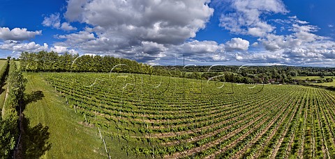 Rivers Vineyard of Black Chalk above the village of Cottonworth Andover Hampshire England