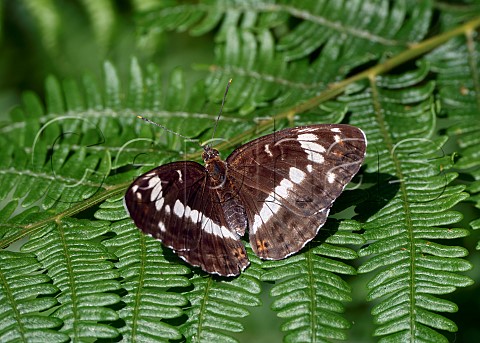 White Admiral perched on bracken Harewood Forest Andover Hampshire England