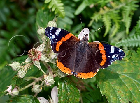 Red Admiral nectaring on bramble flowers Savernake Forest Marlborough Wiltshire UK