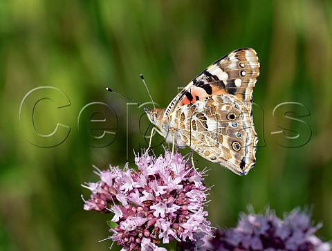 Painted Lady nectaring on wild marjoram Harewood Forest Andover Hampshire England