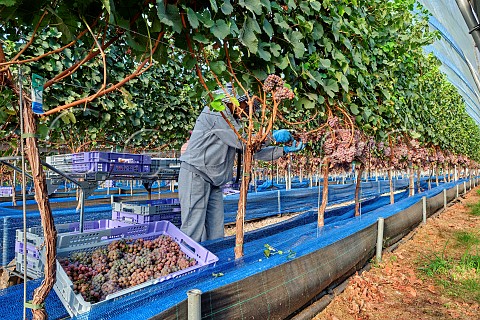 Picking Gewrztraminer grapes from vines which are rooted in coir and grown in tunnels B58 winery Beaulieu Hampshire England