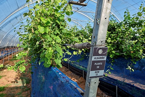 Albario vines which are rooted in coir and grown in tunnels B58 winery Beaulieu Hampshire England