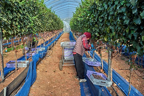 Picking Gewrztraminer grapes from vines which are rooted in coir and grown in tunnels B58 winery Beaulieu Hampshire England