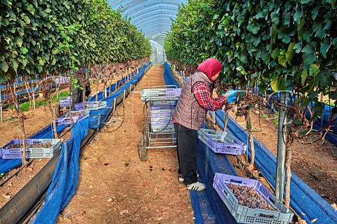 Picking Gewrztraminer grapes from vines which are rooted in coir and grown in tunnels B58 winery Beaulieu Hampshire England