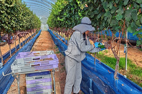 Picking Gewrztraminer grapes from vines which are rooted in coir and grown in tunnels B58 winery Beaulieu Hampshire England