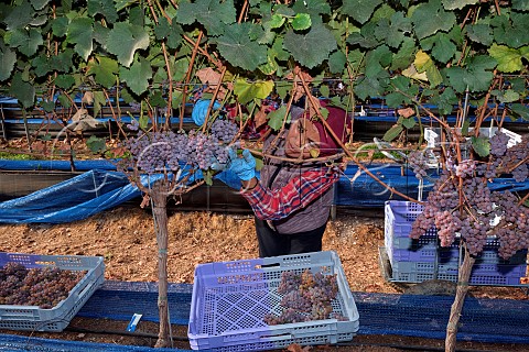 Picking Gewrztraminer grapes from vines which are rooted in coir and grown in tunnels B58 winery Beaulieu Hampshire England