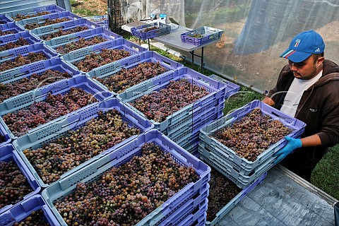 Crates of Gewrztraminer grapes which have been grown in tunnels by B58 winery Beaulieu Hampshire England