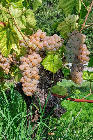 Grapes on 51year old Seyval Blanc vine planted in 1975 in Black Barn Vineyard of Charlie Herring Lymington Hampshire England