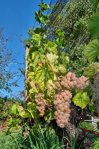 Grapes on 51year old Seyval Blanc vine planted in 1975 in Black Barn Vineyard of Charlie Herring Lymington Hampshire England
