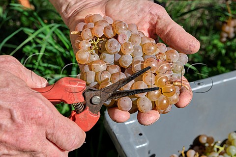 Picking Seyval Blanc grapes on old vines planted in 1975 in Black Barn Vineyard of Charlie Herring Lymington Hampshire England