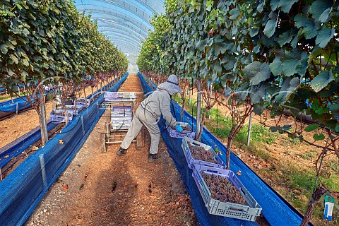 Picking Gewrztraminer grapes from vines which are rooted in coir and grown in tunnels B58 winery Beaulieu Hampshire England