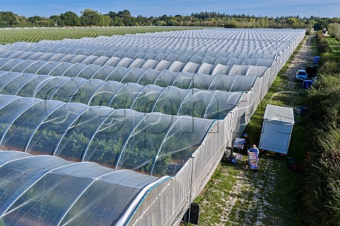 Harvesting Gewrztraminer grapes in tunnels Other varieties grown here are Albario Viognier Cortese  Shiraz Merlot Cabernet Franc Tempranillo and Grenache  B58 winery Beaulieu Hampshire England