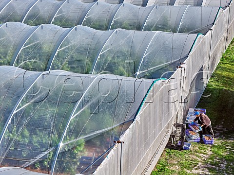 Harvesting Gewrztraminer grapes in tunnels Other varieties grown here are Albario Viognier Cortese  Shiraz Merlot Cabernet Franc Tempranillo and Grenache  B58 winery Beaulieu Hampshire England