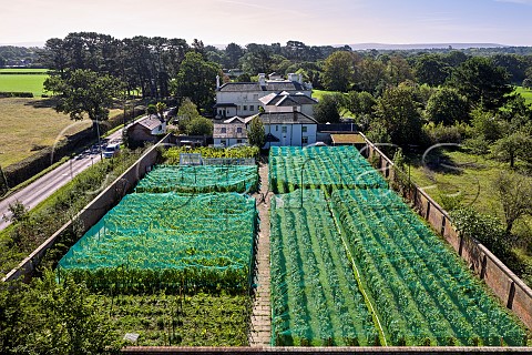 Bird netting on walled vineyard of Charlie Herring Lymington Hampshire England