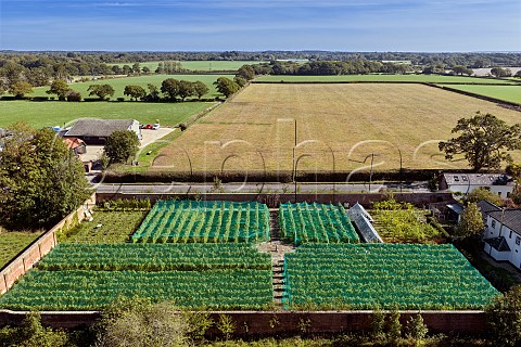 Bird netting on walled vineyard of Charlie Herring Lymington Hampshire England