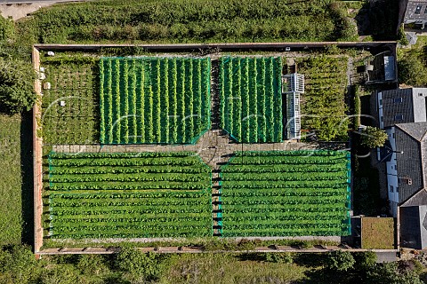 Bird netting on walled vineyard of Charlie Herring Lymington Hampshire England