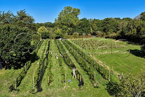 Tim Phillips lifting bird netting from old Seyval Blanc vines planted in 1975 in Black Barn Vineyard of Charlie Herring Lymington Hampshire England