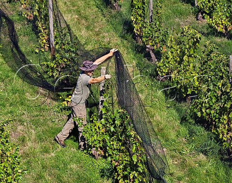 Tim Phillips lifting bird netting from old Seyval Blanc vines planted in 1975 in Black Barn Vineyard of Charlie Herring Lymington Hampshire England