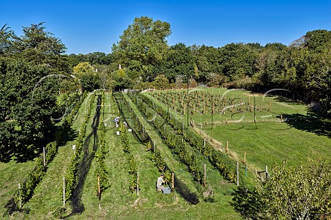 Tim Phillips picking Seyval Blanc grapes from old vines planted in 1975 in Black Barn Vineyard of Charlie Herring Lymington Hampshire England