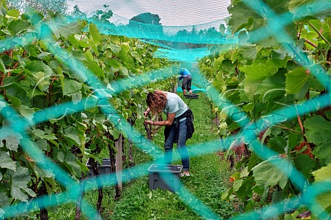 Picking Chardonnay grapes under the bird netting in the walled vineyard of Charlie Herring Lymington Hampshire England