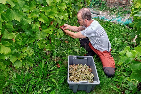 Tim Phillips picking Chardonnay grapes under the bird netting in the walled vineyard of Charlie Herring Lymington Hampshire England