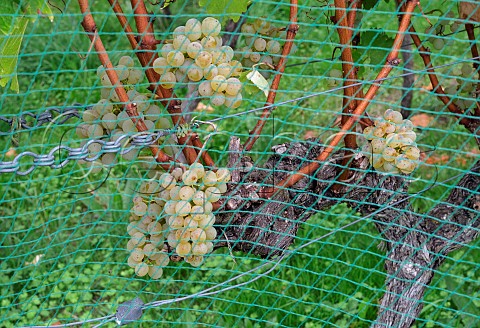 Chardonnay grapes under the bird netting in the walled vineyard of Charlie Herring Lymington Hampshire England