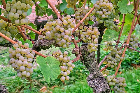 Sauvignon Blanc grapes in the walled vineyard of Charlie Herring Lymington Hampshire England
