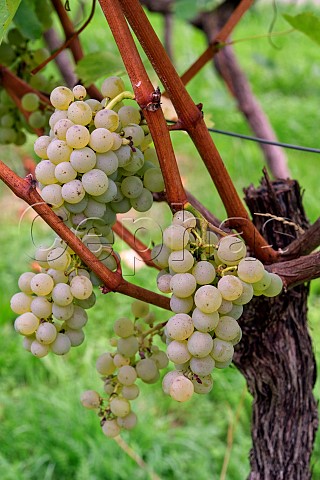 Sauvignon Blanc grapes in the walled vineyard of Charlie Herring Lymington Hampshire England