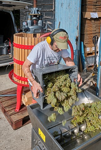 Tim Phillips tipping Chardonnay grapes into the crusher  destemmer Charlie Herring Lymington Hampshire England